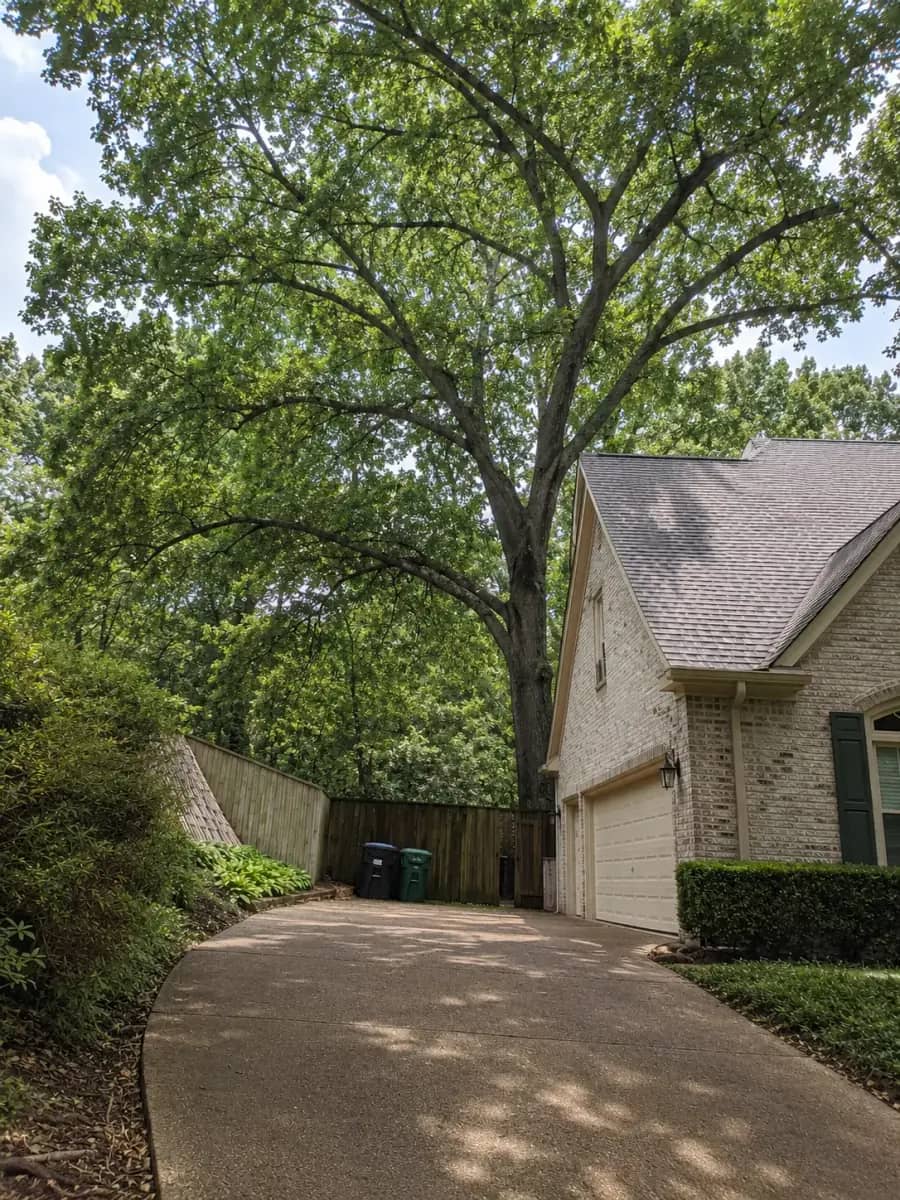 After - Jacksonville Tree Co. project
