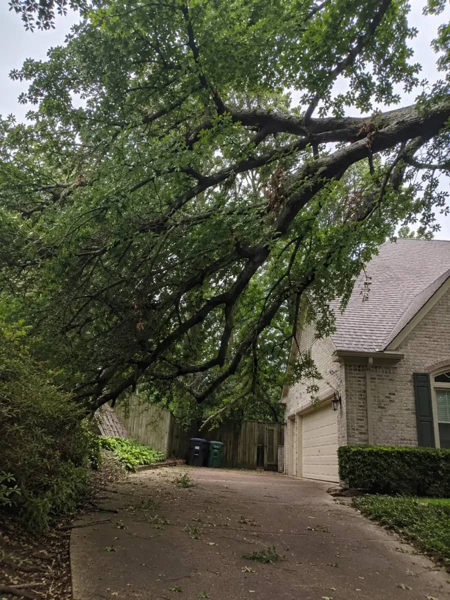 Before - Jacksonville Tree Co. project