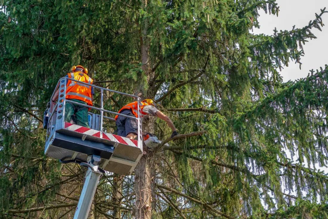Jacksonville Tree Co. tree care crew working in Jacksonville — photo 1