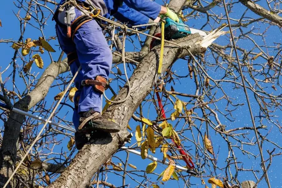 Arborist Services by Jacksonville Tree Co. in Jacksonville