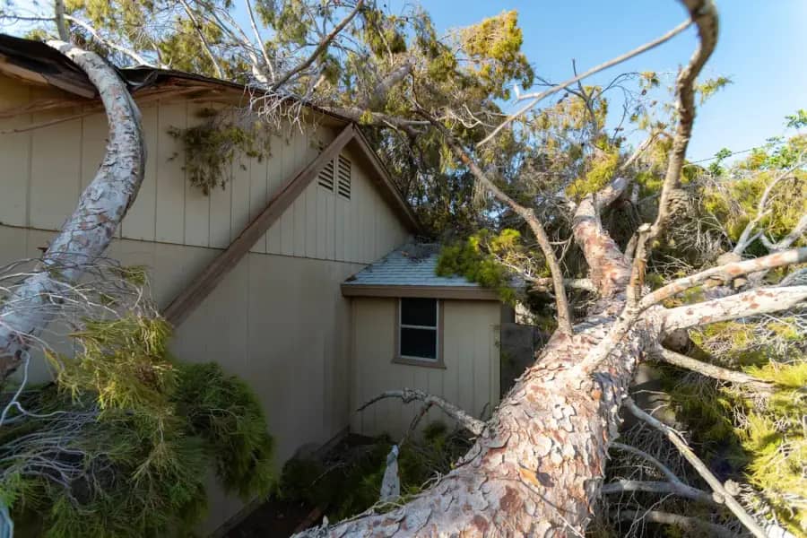 Emergency Tree Service by Jacksonville Tree Co. in Jacksonville