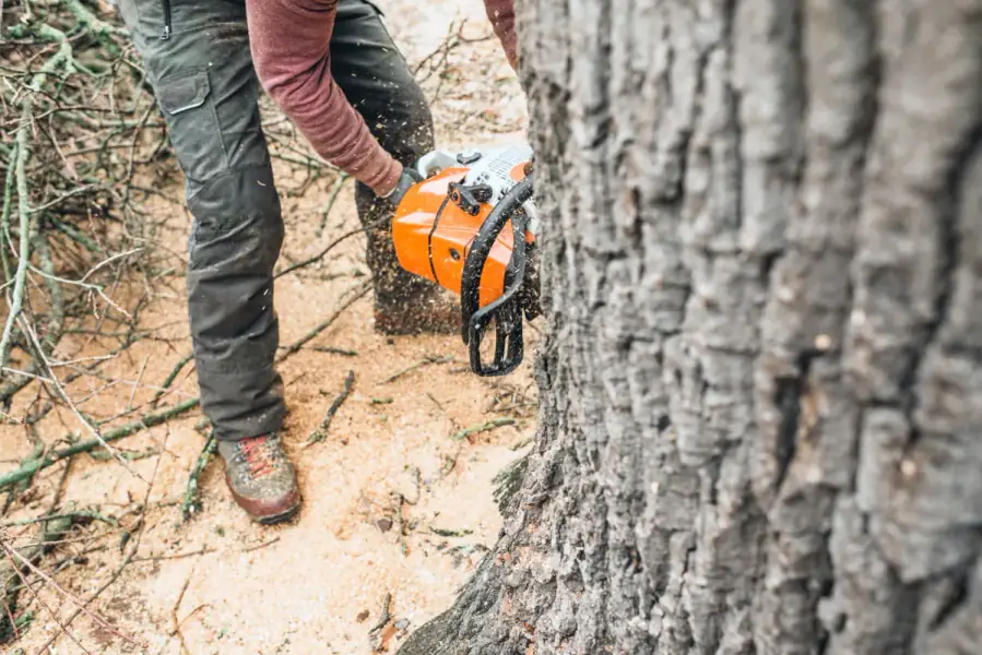 Tree Removal by Jacksonville Tree Co. in Jacksonville