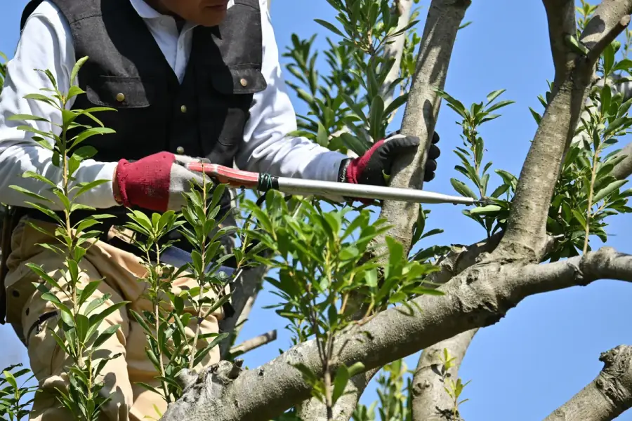 Tree Trimming by Jacksonville Tree Co. in Jacksonville