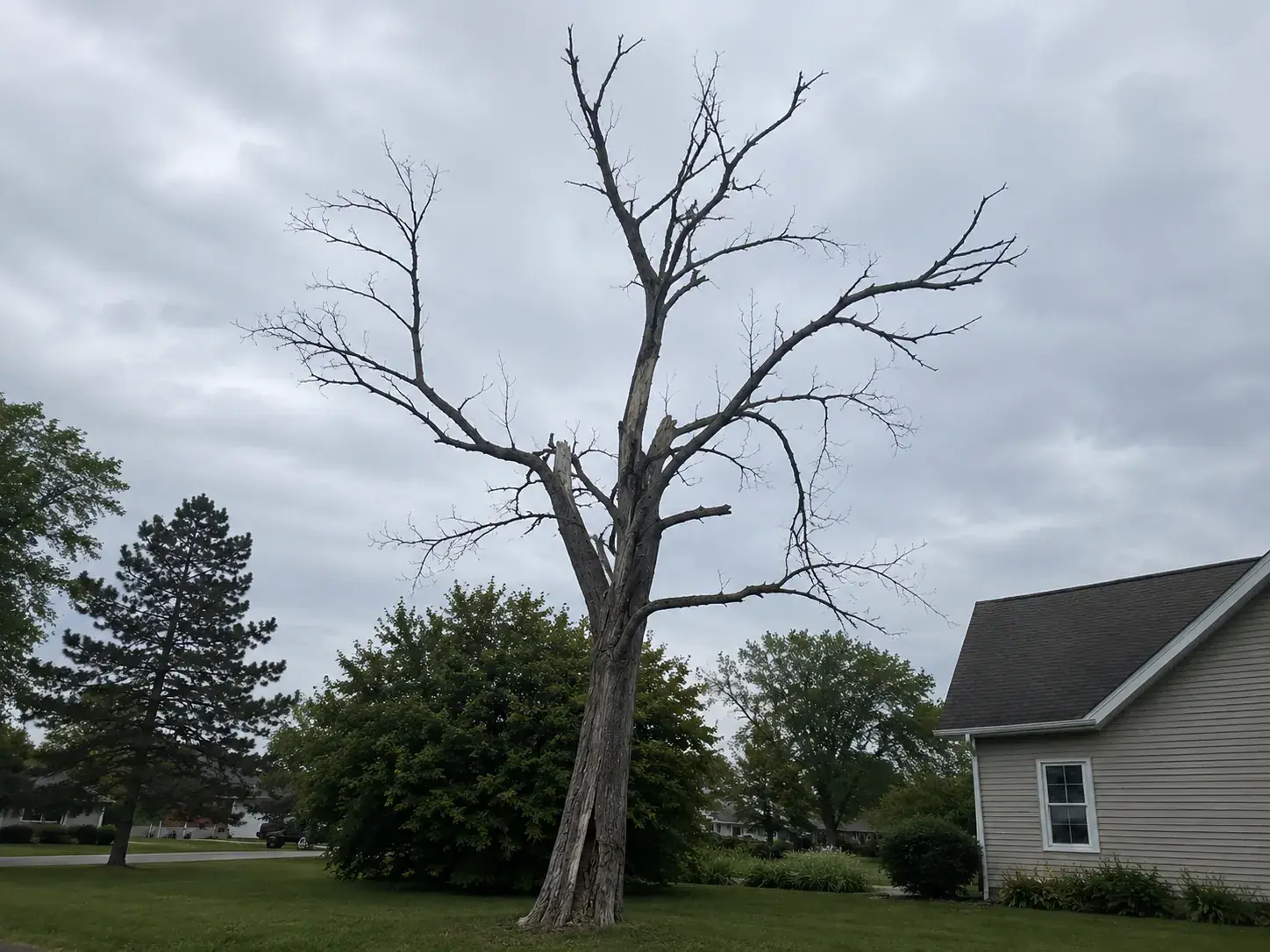 Jacksonville yard tree with a split union and thinning upper canopy